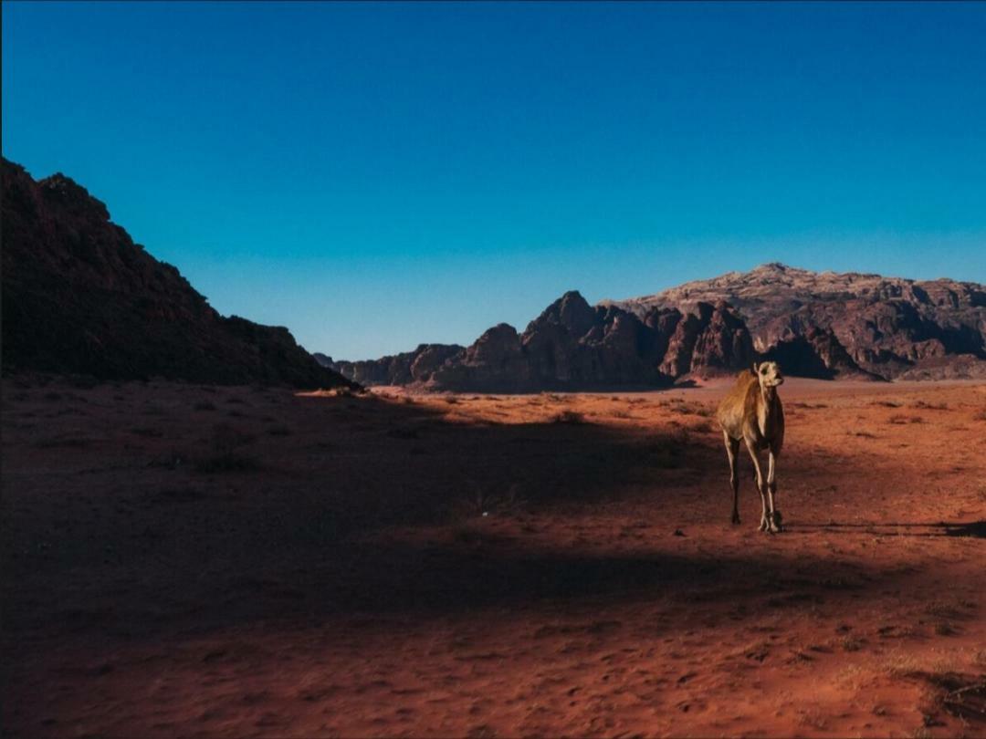 Wadi Rum Moon Camp Kültér fotó