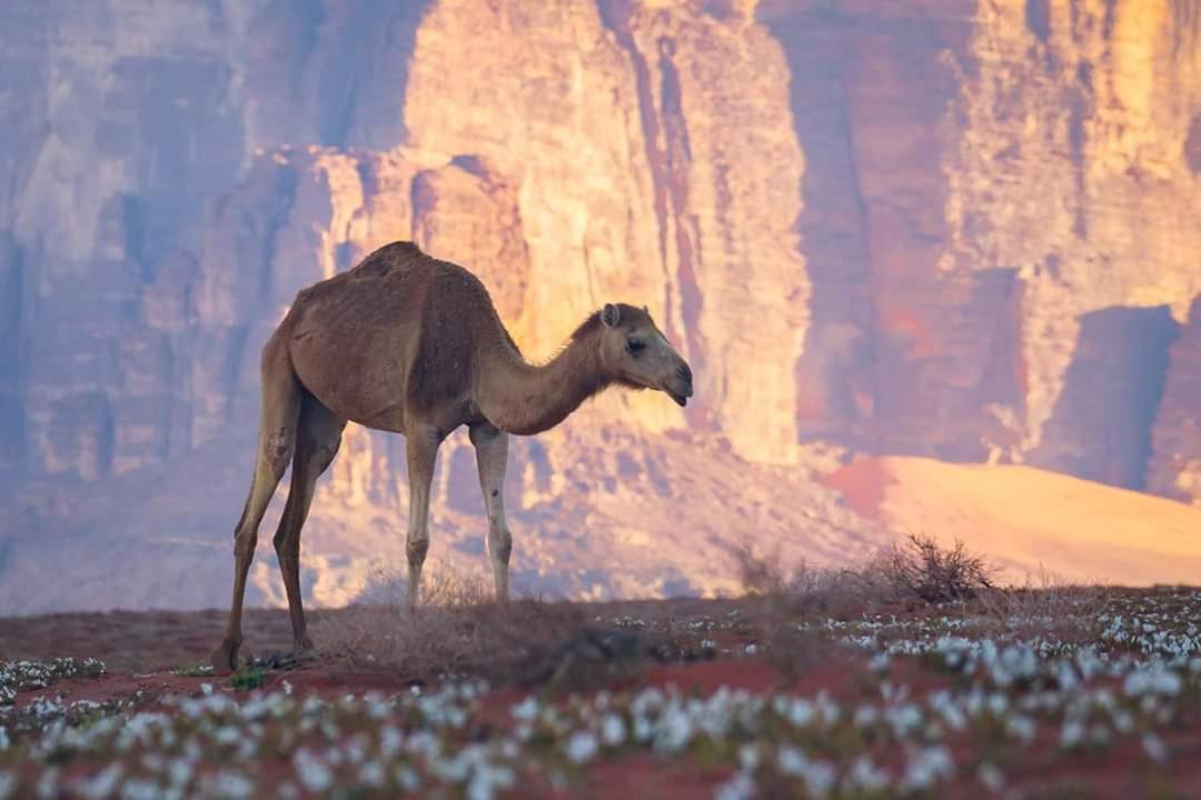 Wadi Rum Moon Camp Kültér fotó